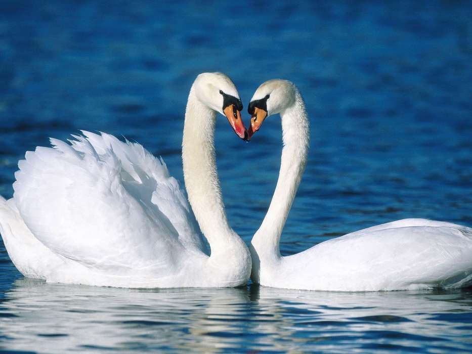 Swans, Birds, Animals