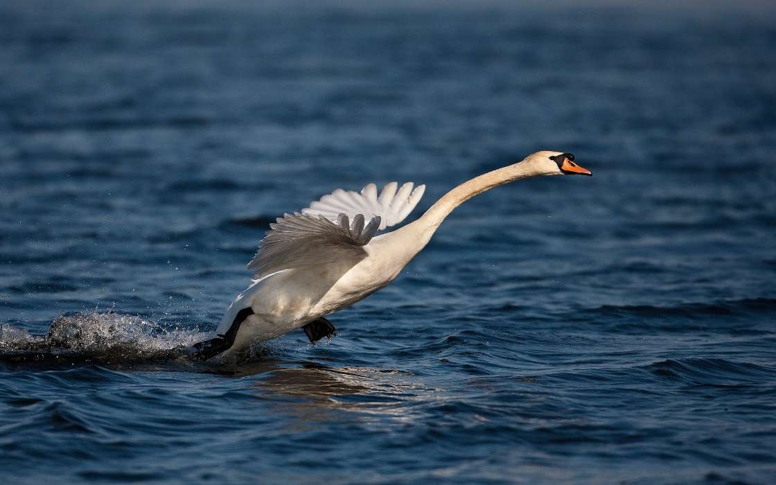 Swans,Birds,Animals