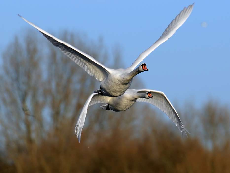 Swans,Birds,Animals