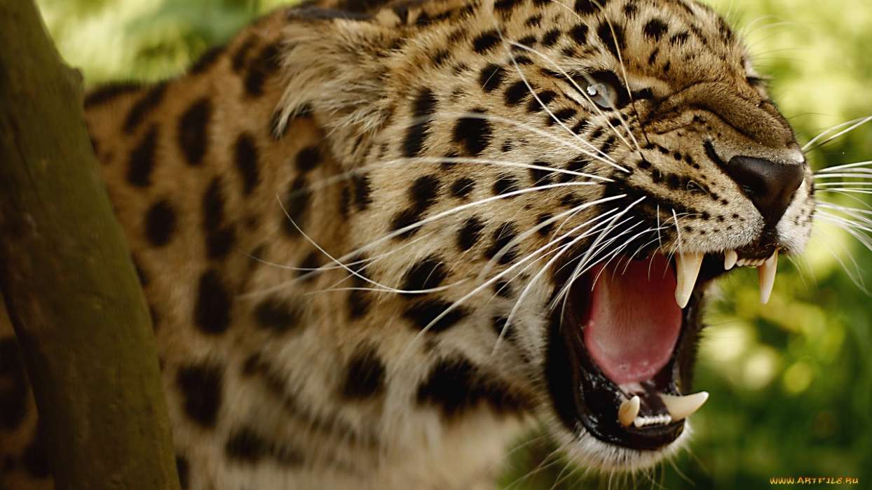 Leopards,Cats,Animals