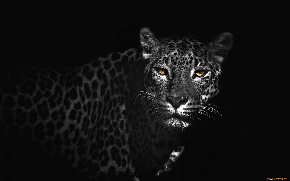 Leopards, Animals