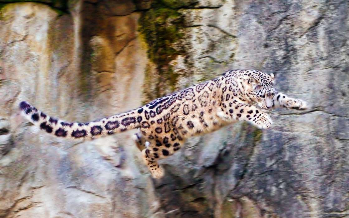 Leopards,Animals