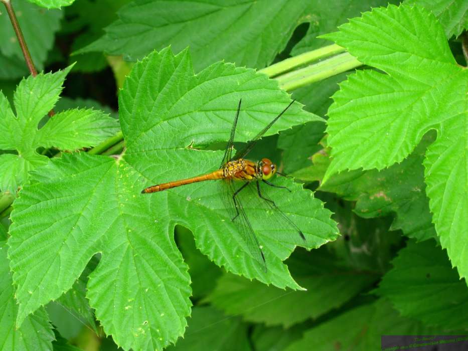 Insects, Leaves, Dragonflies