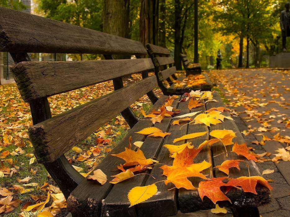 Leaves,Autumn,Landscape
