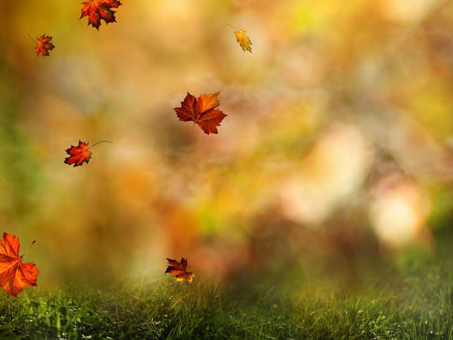 Leaves, Autumn, Landscape, Plants, Grass