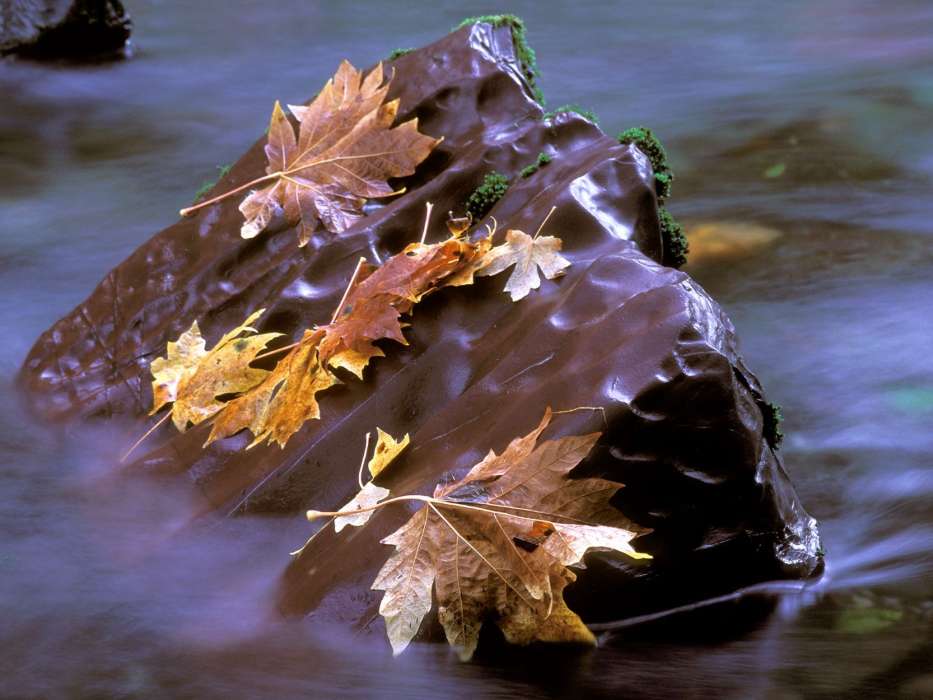 Leaves,Autumn,Landscape,Rivers