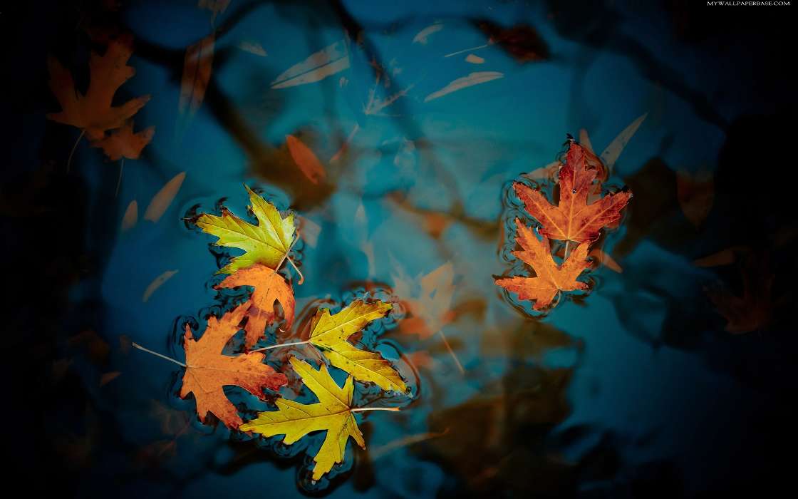 Leaves, Autumn, Plants, Water