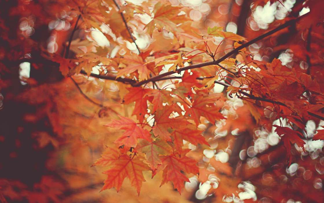 Leaves,Autumn,Pictures