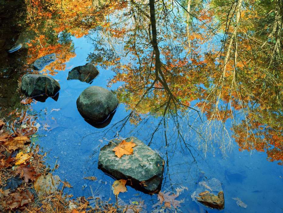 Leaves,Landscape,Rivers