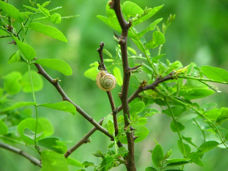 Animals, Leaves, Snails