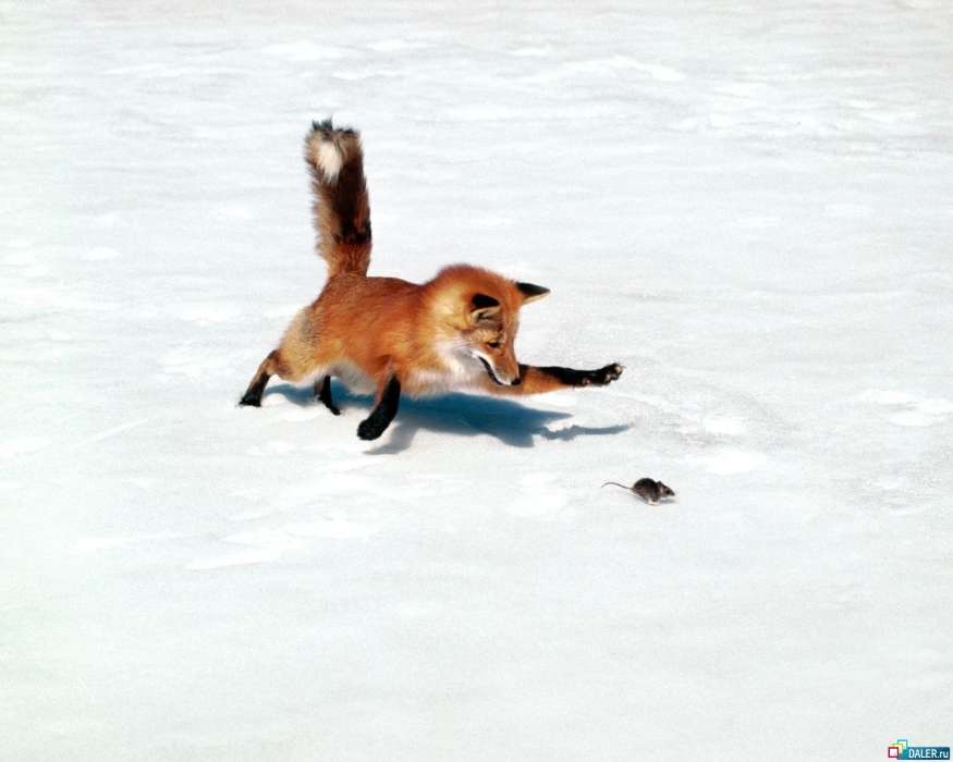Animals, Mice, Snow, Fox