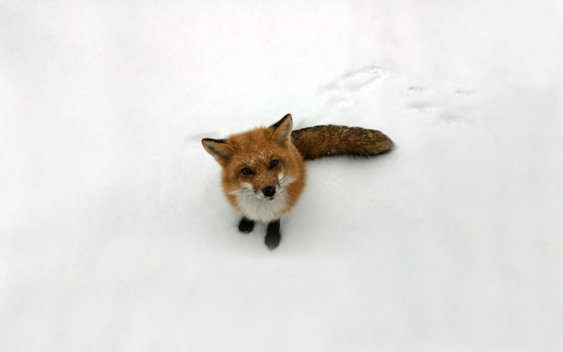 Fox,Snow,Animals,Winter