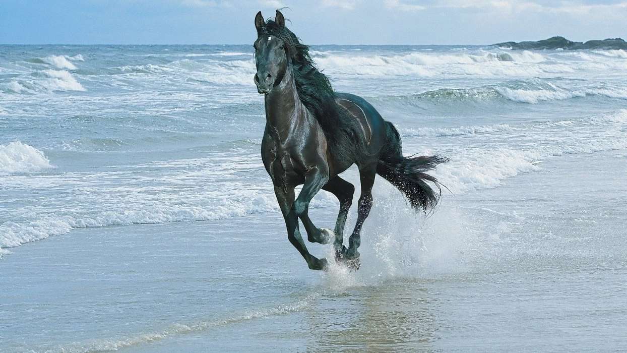 Horses, Sea, Water, Animals