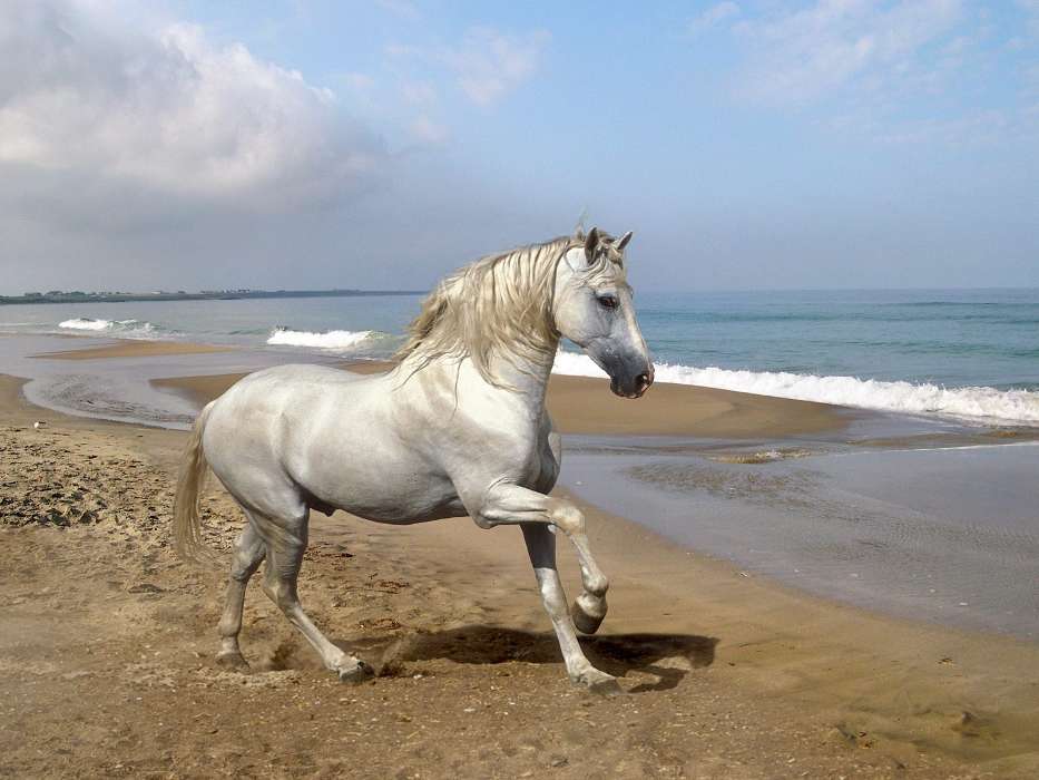 Animals, Horses, Beach