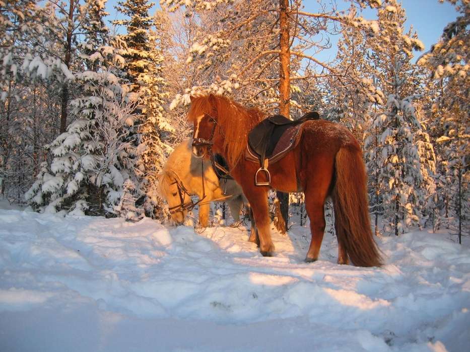 Horses,Snow,Animals,Winter