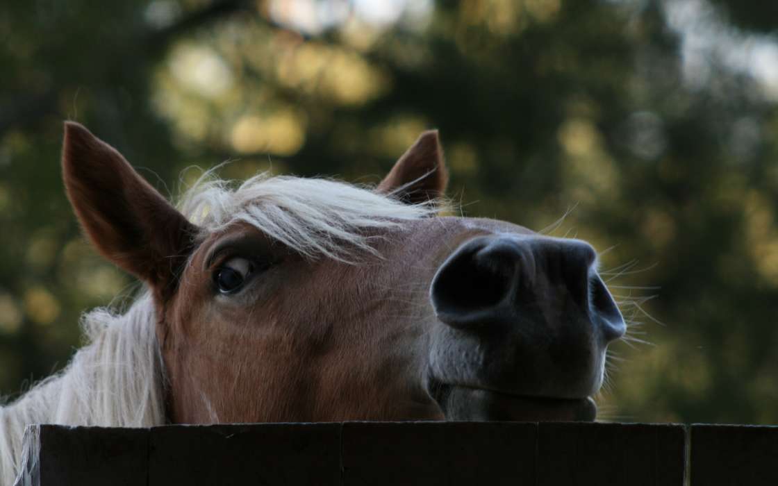 Horses,Animals
