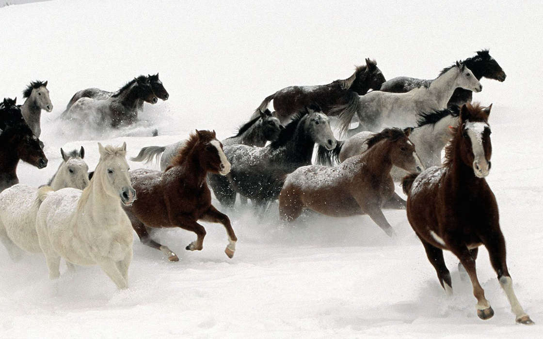Horses, Animals, Winter