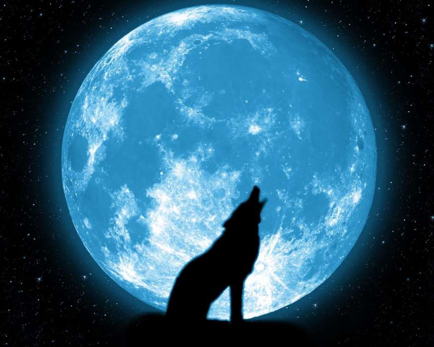 Moon, Night, Wolfs, Animals