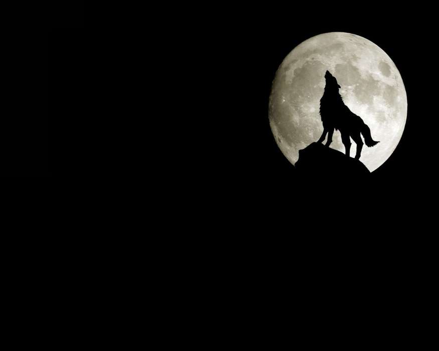 Animals, Wolfs, Moon