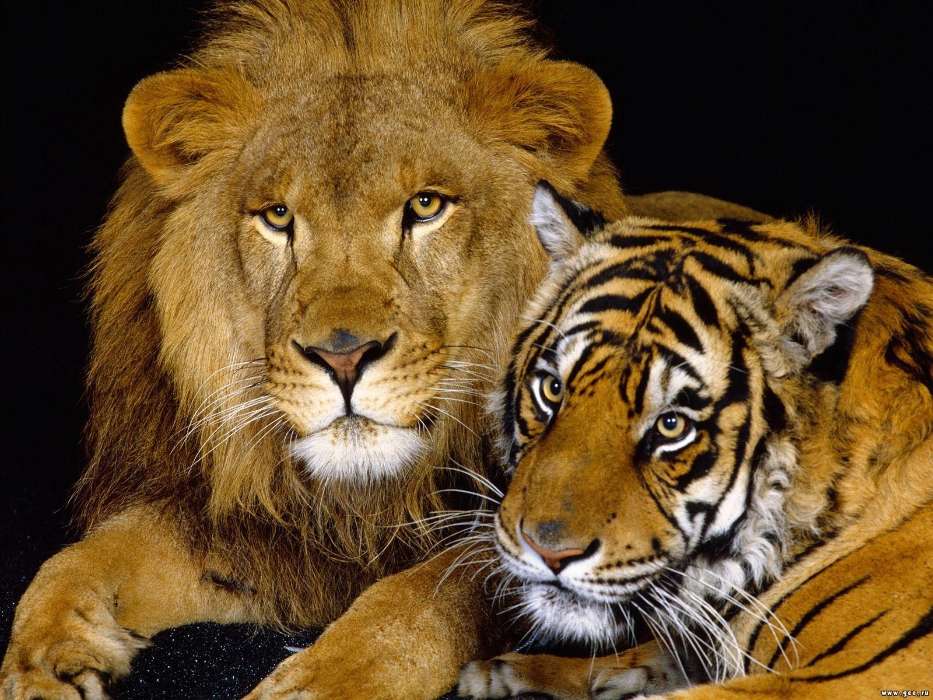 Animals, Lions, Tigers