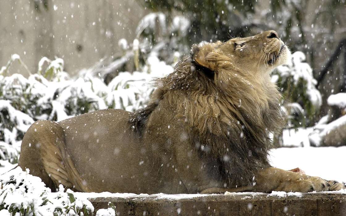 Lions, Animals