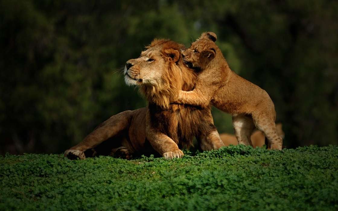 Animals, Lions