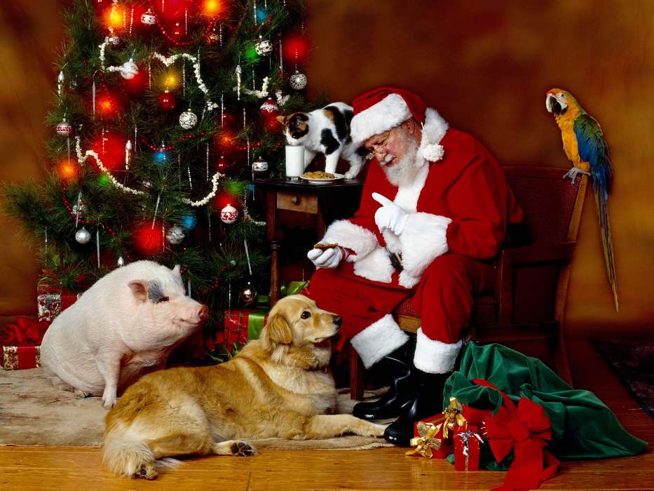 People, New Year, Holidays, Christmas, Xmas, Santa Claus, Animals