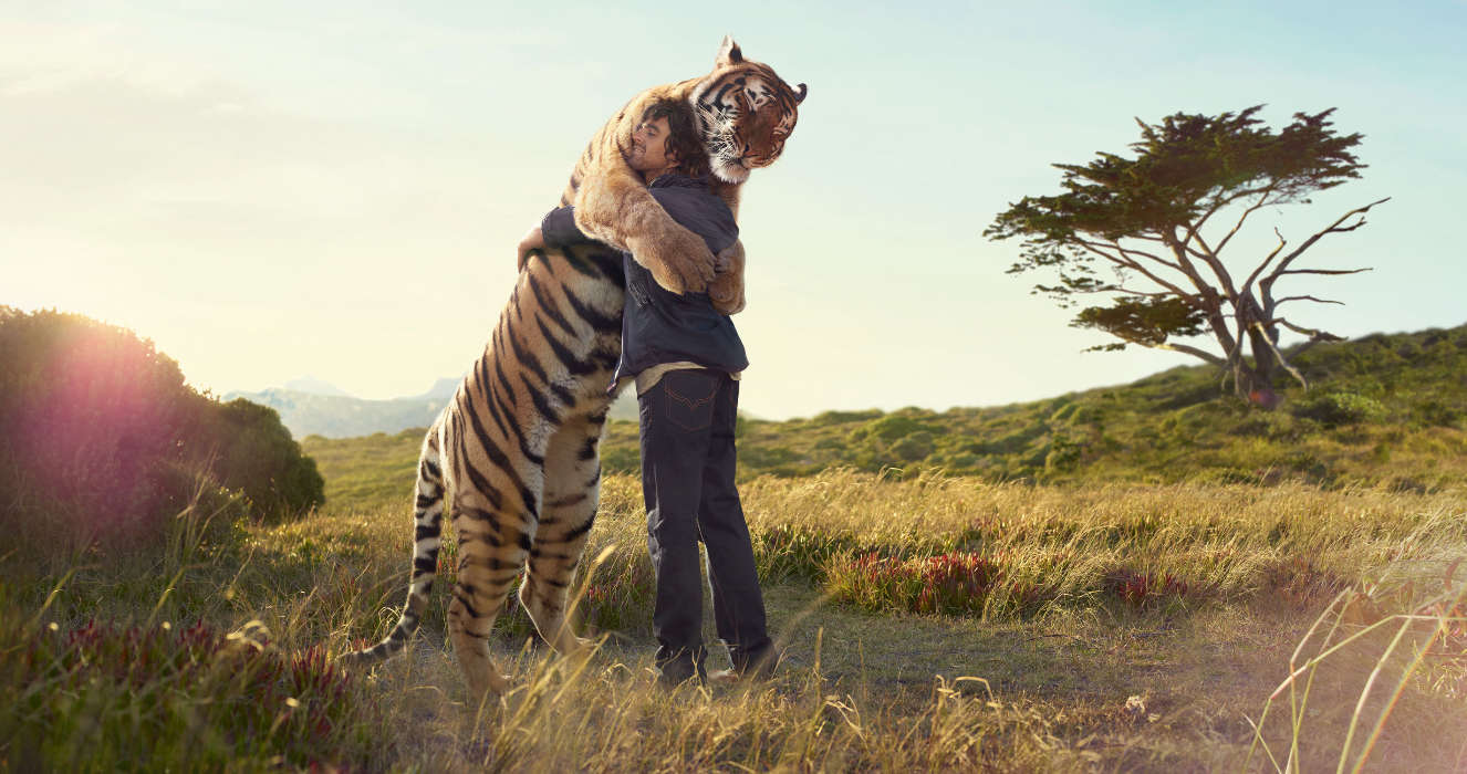 People, Tigers, Animals
