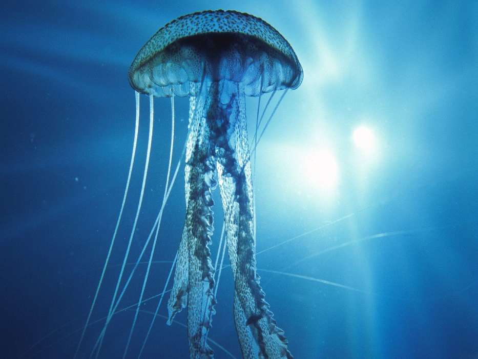 Animals, Sea, Jellyfish