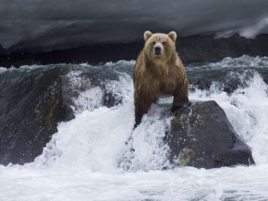 Bears, Water, Animals
