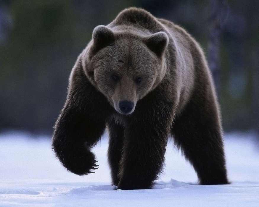 Bears,Animals