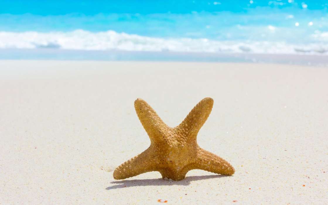 Sea, Starfish, Objects, Landscape, Sand, Beach