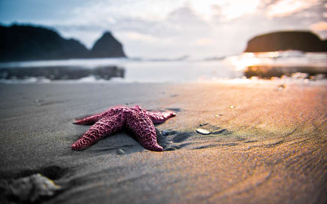 Sea, Starfish, Nature, Beach