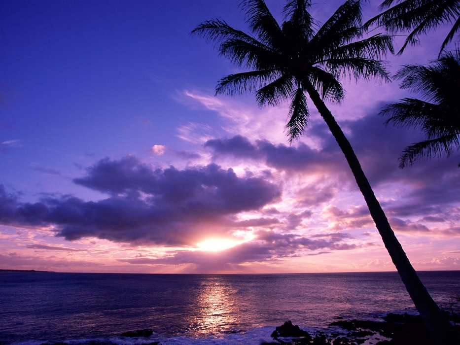 Landscape, Sunset, Sky, Sea, Sun, Palms
