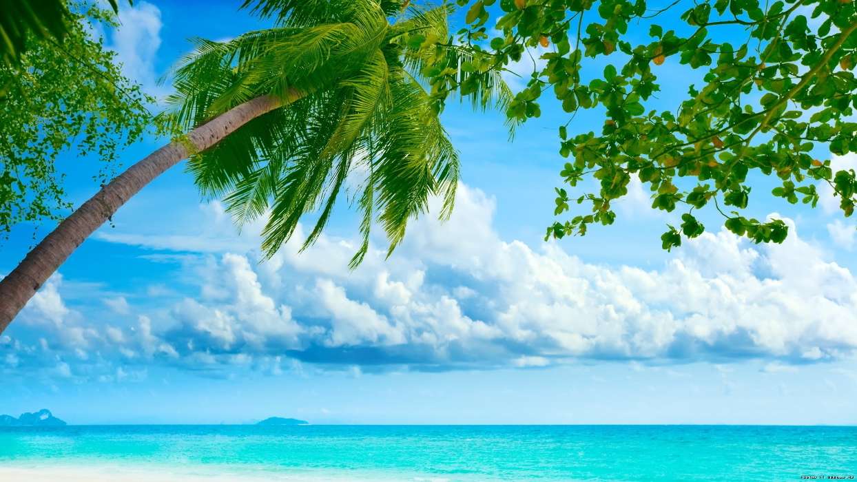 Sea, Clouds, Palms, Landscape, Beach