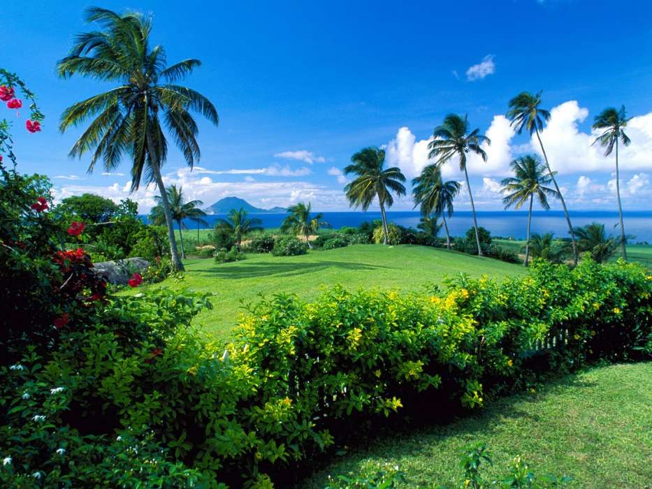 Sea, Palms, Landscape