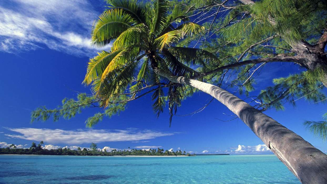 Sea, Palms, Landscape