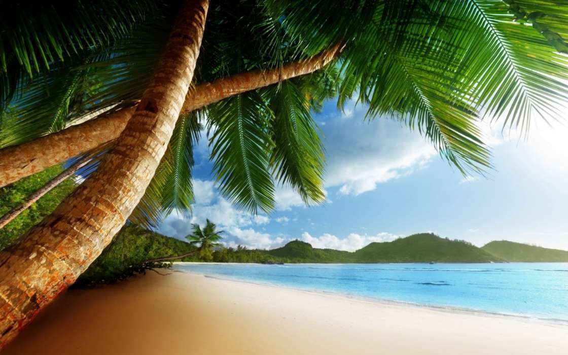 Sea, Palms, Landscape, Beach