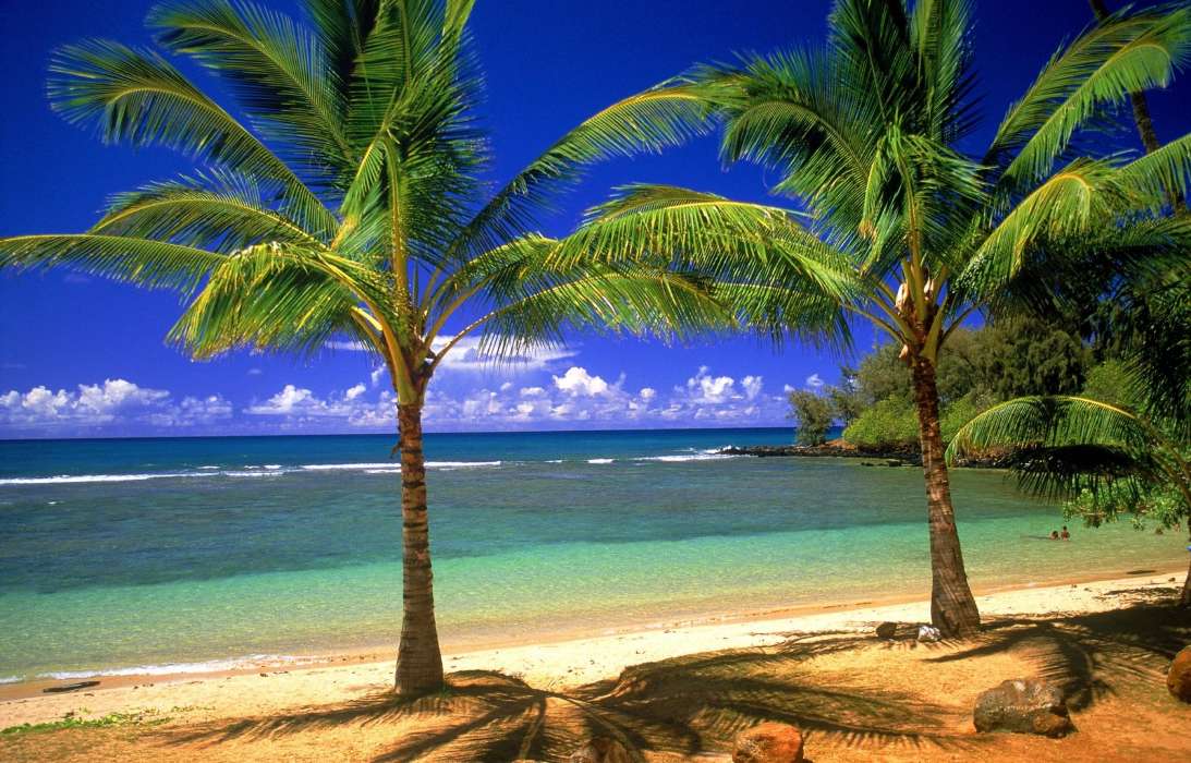 Sea, Palms, Landscape, Beach