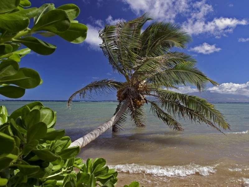 Sea,Palms,Landscape,Beach