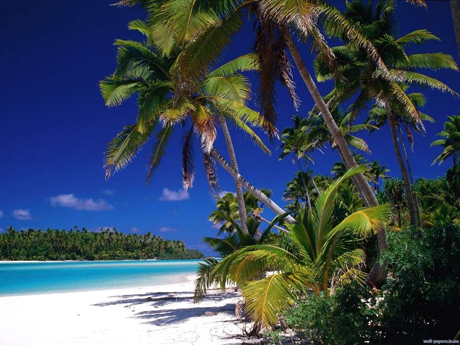 Landscape, Sea, Beach, Palms