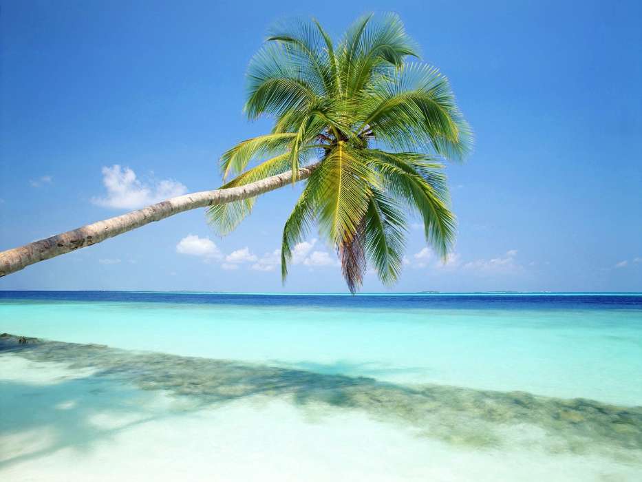 Sea, Palms, Landscape, Beach, Plants