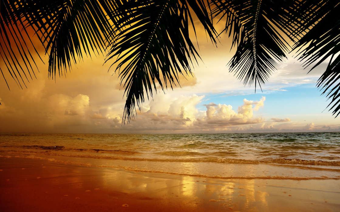 Sea, Palms, Landscape, Beach, Sunset