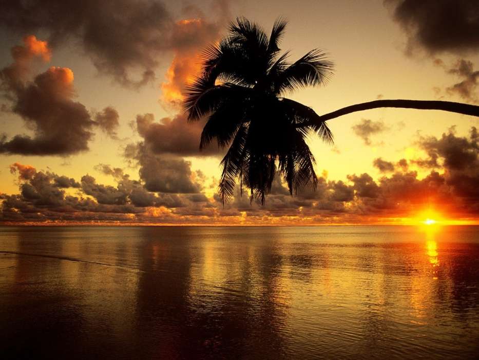 Sea, Palms, Landscape, Sunset