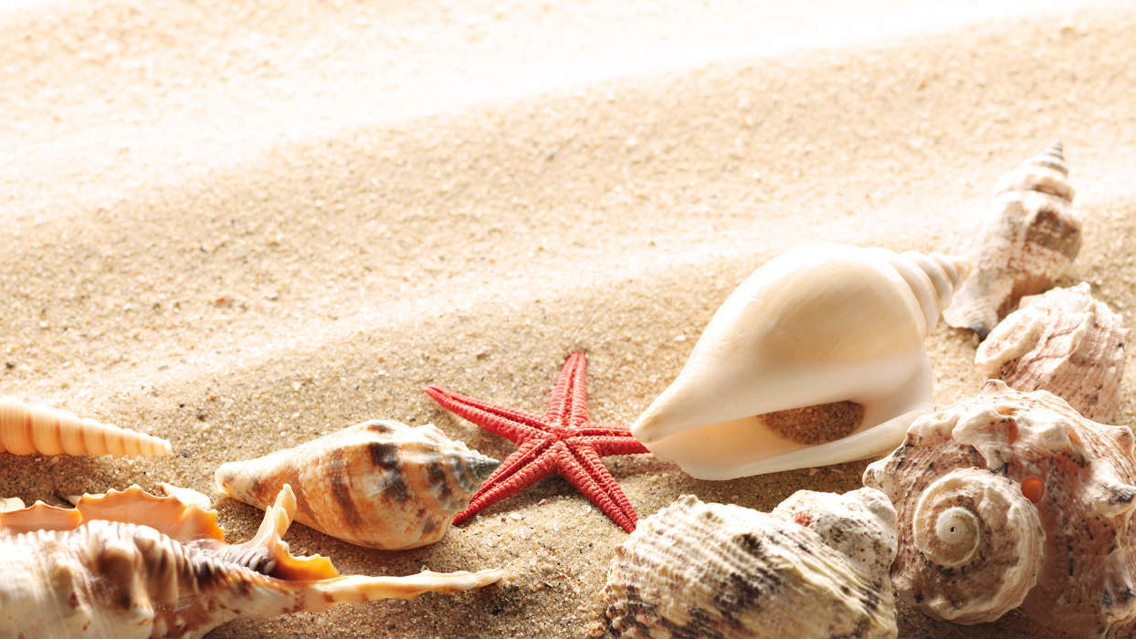 Starfish, Objects, Sand, Shells