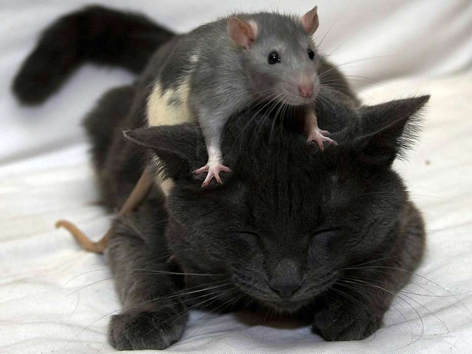 Mice,Animals