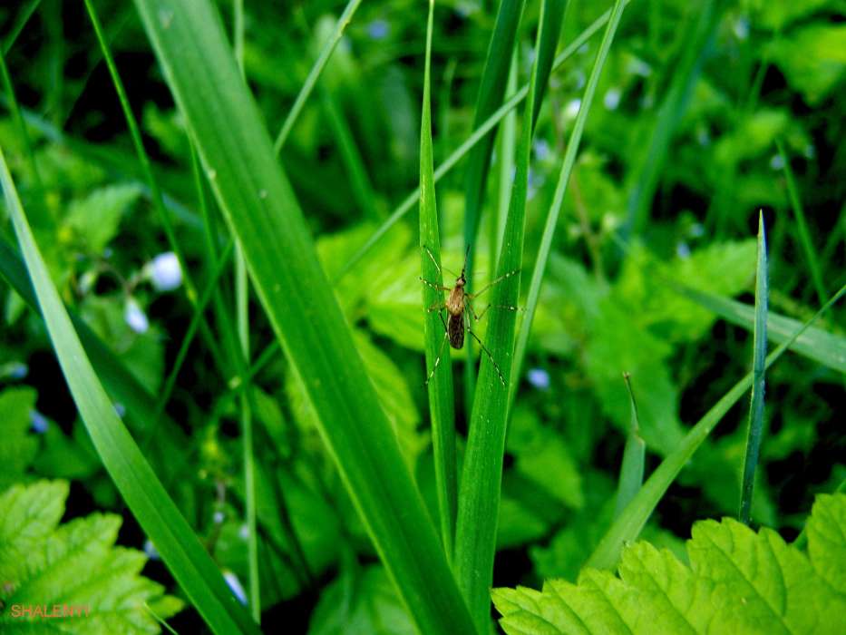 Grass, Insects