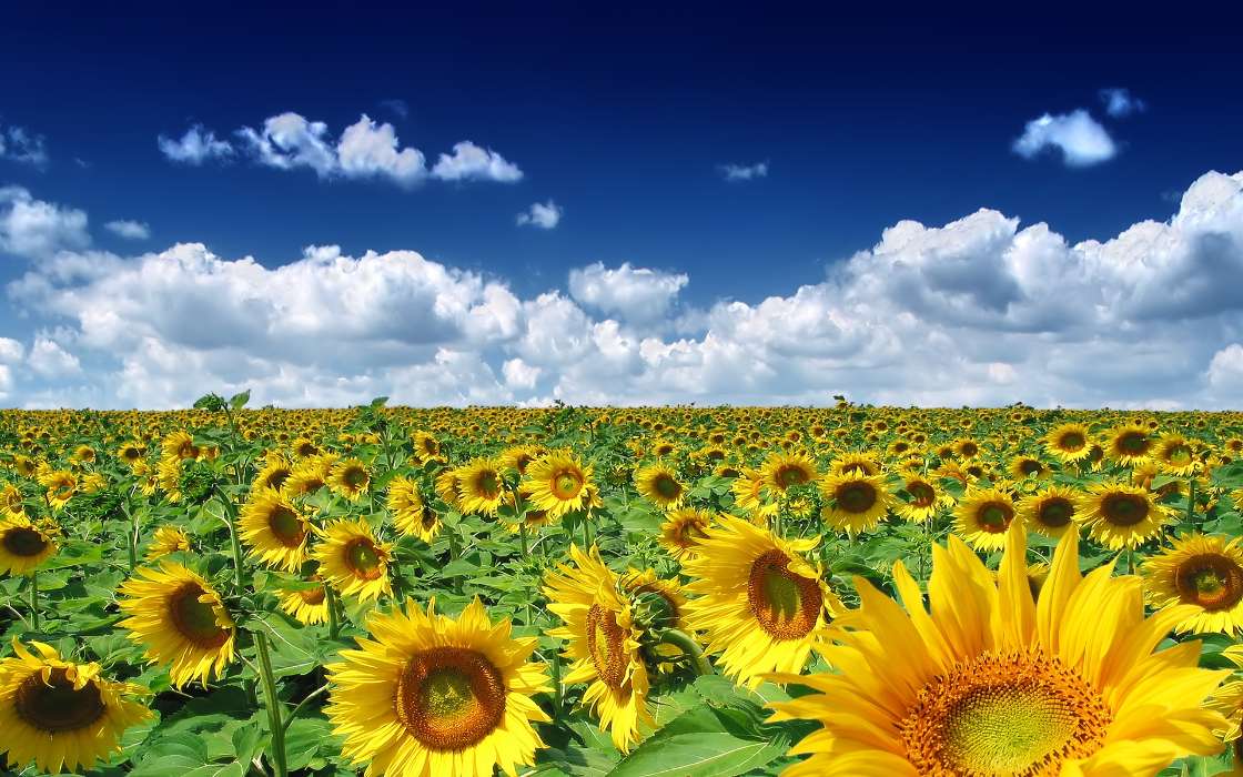 Plants, Landscape, Sunflowers, Sky