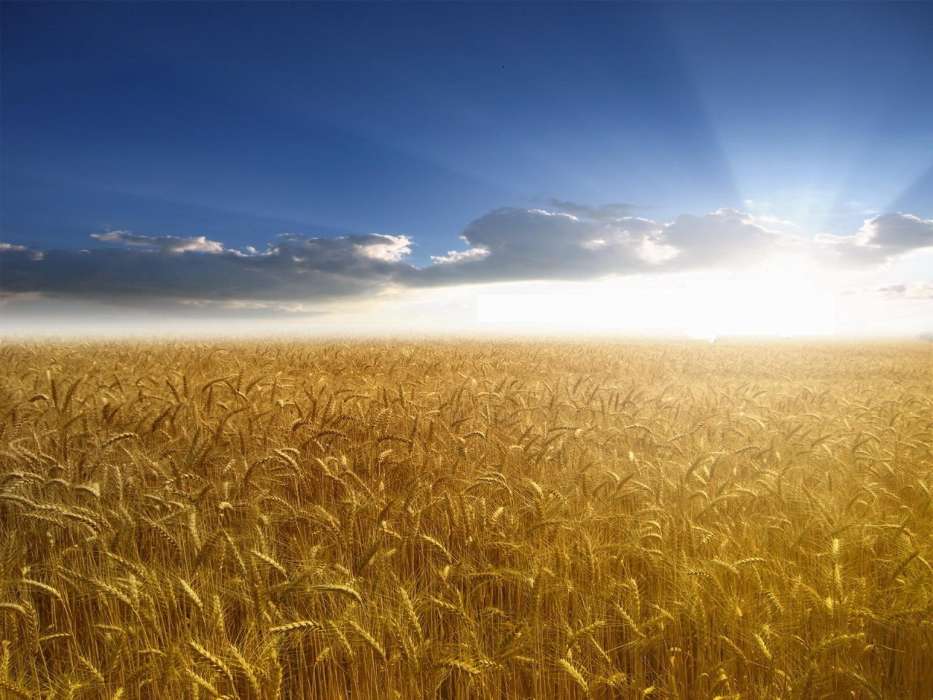 Landscape, Fields, Sky, Sun, Wheat