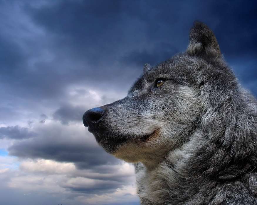 Animals, Wolfs, Sky